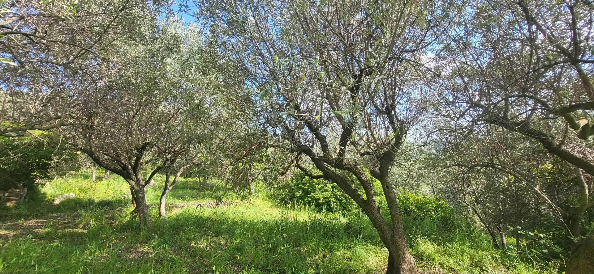 terrain constructible à Callas (83830) — photo 2