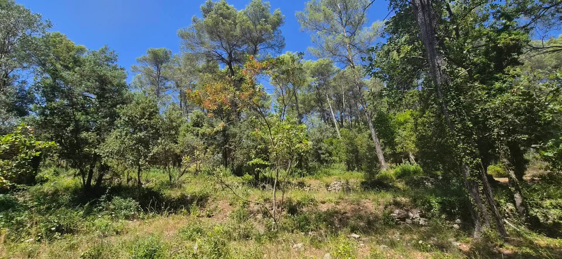 terrain constructible à Callas (83830) — photo 4